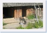 IMG_7160 * Here we have a reindeer * 570 x 380 * (39KB)