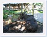 IMG_7165 * Here we have a native Elk, it is much larger then this pictures displays * 1199 x 899 * (185KB)