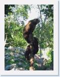 IMG_7182 * We witnessed this mother bear climb this tree stump and her cubs followed, they all made it look so easy. * 899 x 1199 * (230KB)