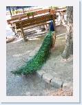 IMG_7208 * This Peacock came right up to the four of us. * 899 x 1199 * (203KB)